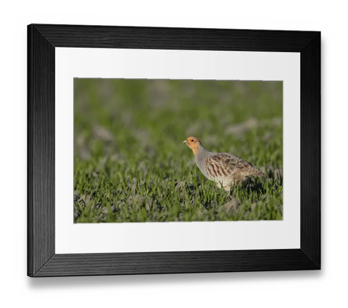 Framed Print : A male grey partridge (Perdix perdix) in breeding plumage searches for food in a grain field