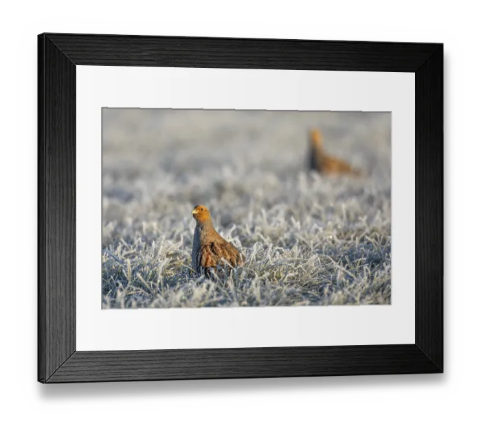 Framed Print : Grey partridges (Perdix perdix) Framed Print : Grey partridges (Perdix perdix)