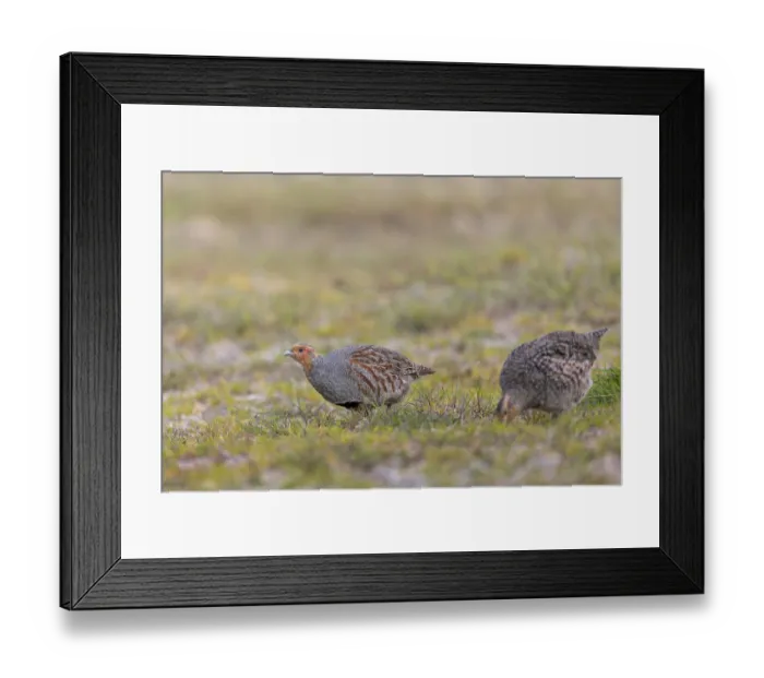 Framed Print : A pair of grey partridges (Perdix perdix) foraging