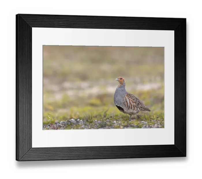 Framed Print : A grey partridge (Perdix perdix) in spring with the typical dark breast patch
