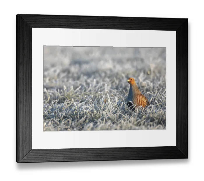 Framed Print : Grey partridge (Perdix perdix) cock in the early morning in a meadow covered with hoarfrost Framed Print : Grey partridge (Perdix perdix) cock in the early morning in a meadow covered with hoarfrost