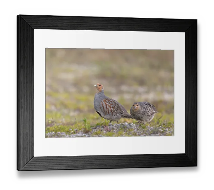 Framed Print : While the grey partridge (Perdix perdix) cock often stops and watches