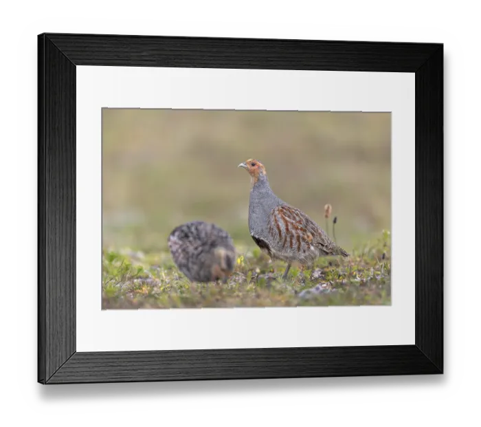 Framed Print : Partridges (Perdix perdix) feed on seeds Framed Print : Partridges (Perdix perdix) feed on seeds