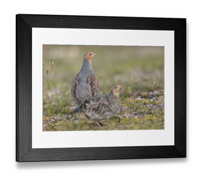 Framed Print : The pair of grey partridges (Perdix perdix) are still foraging together Framed Print : The pair of grey partridges (Perdix perdix) are still foraging together