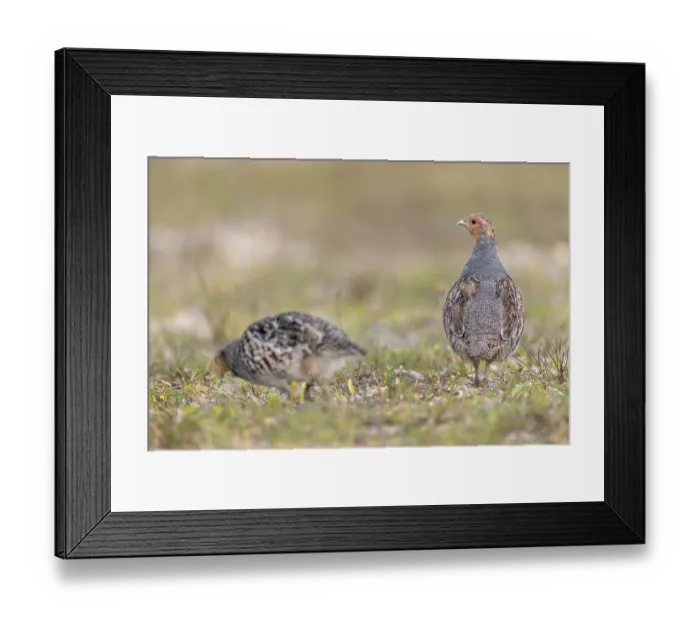 Framed Print : While the grey partridge (Perdix perdix) cock often stays put and keeps watch