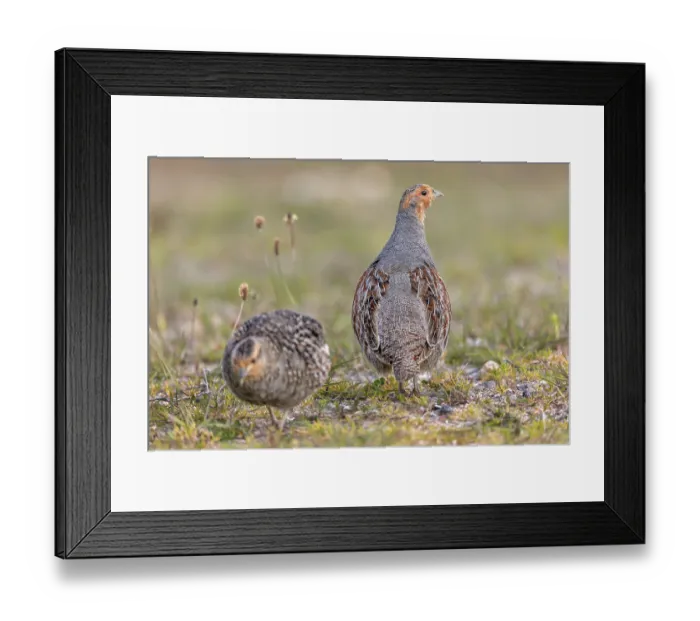 Framed Print : The photo documents a typical behaviour of the partridge (Perdix perdix)