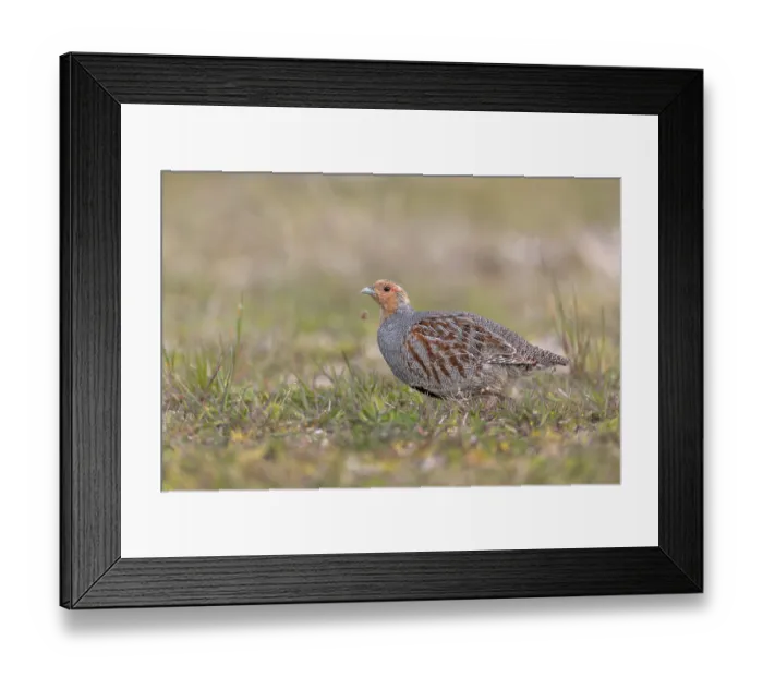 Framed Print : A grey partridge (Perdix perdix) cock looking for food Framed Print : A grey partridge (Perdix perdix) cock looking for food