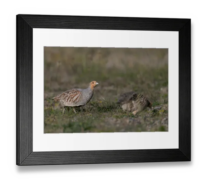 Framed Print : The male grey partridge (Perdix perdix) repeatedly interrupts the search for food Framed Print : The male grey partridge (Perdix perdix) repeatedly interrupts the search for food