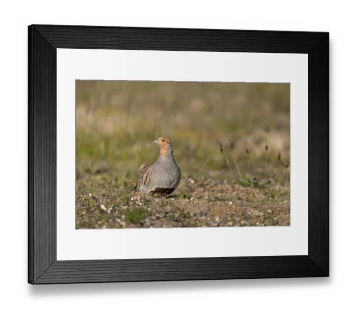 Framed Print : The grey partridge (Perdix perdix) is perfectly adapted to its original habitat