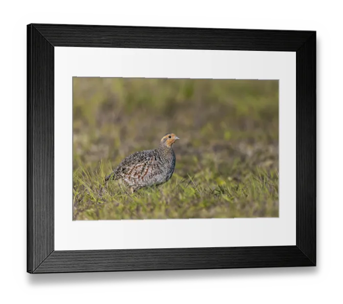 Framed Print : The female grey partridge (Perdix perdix) rarely interrupts her search for food
