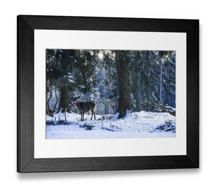 Framed Print : Doe, female red deer, Cervus elaphus Framed Print : Doe, female red deer, Cervus elaphus