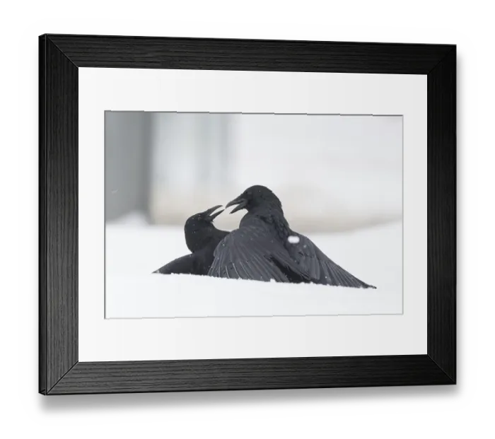 Framed Print : Two fighting crows (Corvus corone) in the snow