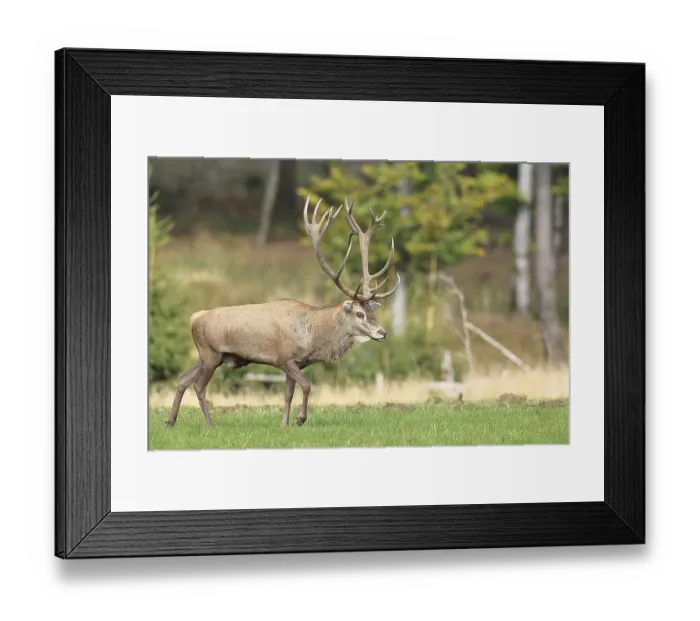 Framed Print : Red deer (Cervus elaphus) during the rutting season