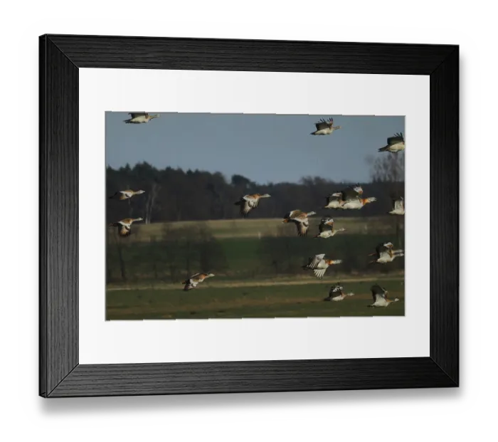 Framed Print : Great Bustard, Otis Tarda, in flight, Brandenburg Framed Print : Great Bustard, Otis Tarda, in flight, Brandenburg