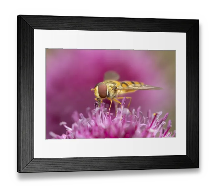 Framed Print : Common hoverfly (Eupeodes corollae) adult insect feeding on a garden purple Allium flower in summer