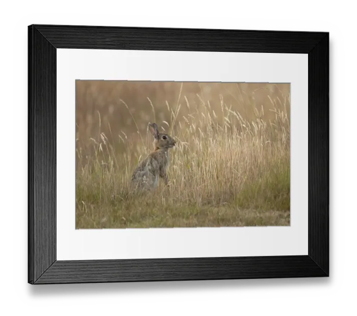 Framed Print : European rabbit (Oryctolagus cuniculus) adult wild mammal feeding in long grass in summer Framed Print : European rabbit (Oryctolagus cuniculus) adult wild mammal feeding in long grass in summer