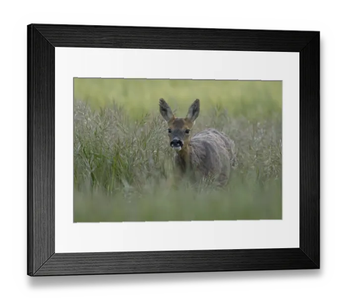 Framed Print : Roe deer (Capreolus capreolus) adult female doe animal in a farmland cereal field in summer Framed Print : Roe deer (Capreolus capreolus) adult female doe animal in a farmland cereal field in summer