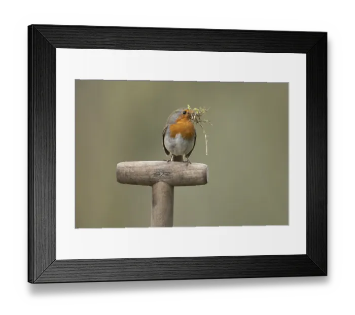 Framed Print : European robin (Erithacus rubecula) adult garden bird with nesting material in its beak on a fork handle in spring
