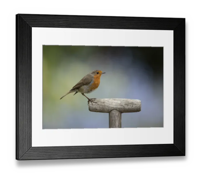 Framed Print : European robin (Erithacus rubecula) adult garden bird on a fork handle in spring