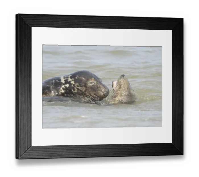 Framed Print : Grey seal (Halichoerus grypus) two adult marine mammals playing in the shallow waves of the sea Framed Print : Grey seal (Halichoerus grypus) two adult marine mammals playing in the shallow waves of the sea