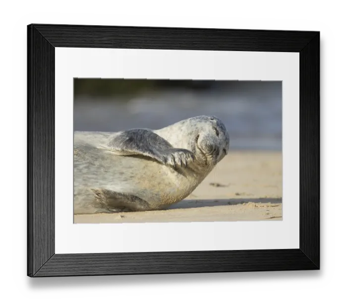 Framed Print : Common or Harbour or Habor seal (Phoca vitulina) adult marine mammal on a beach