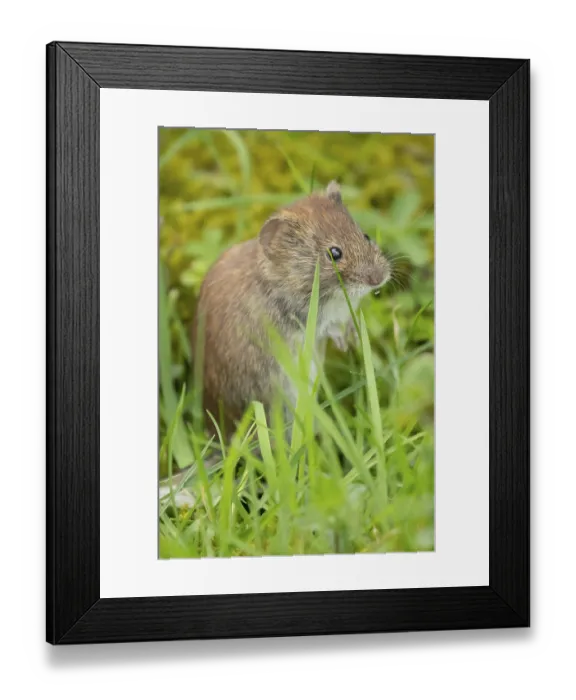 Framed Print : Field vole (Microtus agrestis) adult rodent mammal in grassland Framed Print : Field vole (Microtus agrestis) adult rodent mammal in grassland