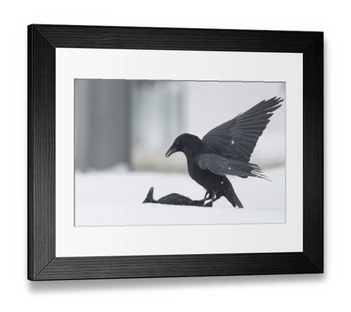 Framed Print : Two fighting crows (Corvus corone) in the snow