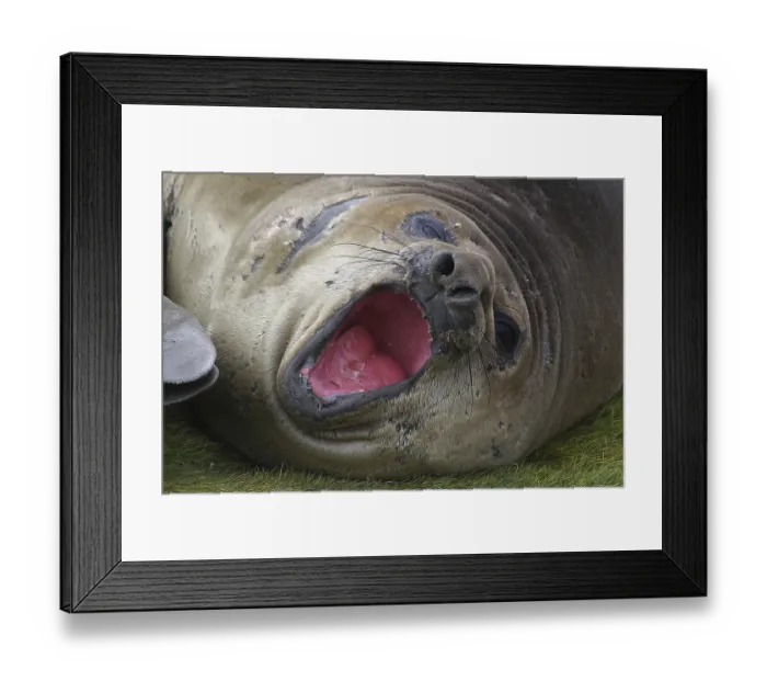 Framed Print : Dormant sea lion, Fortuna Bay, animals
