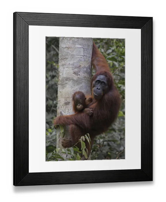 Framed Print : Borneo, Indonesia, Orang Utan, Animals Framed Print : Borneo, Indonesia, Orang Utan, Animals