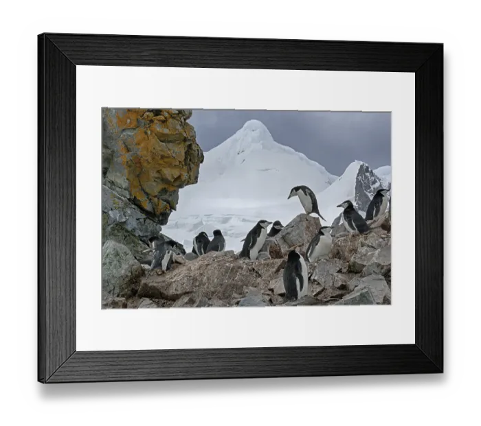 Framed Print : Animals, mammals, penguin, penguins