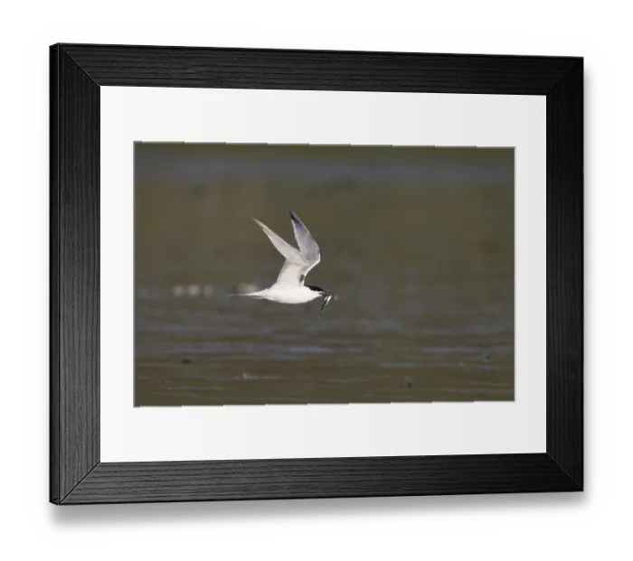 Framed Print : Sandwich tern (Thalasseus sandvicensis) with fish Framed Print : Sandwich tern (Thalasseus sandvicensis) with fish