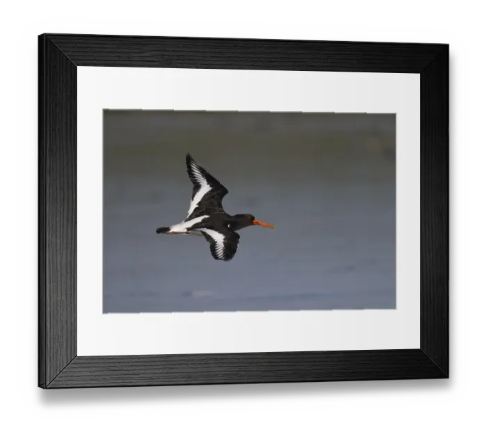 Framed Print : Oystercatcher (Haematopus ostralegus) in flight
