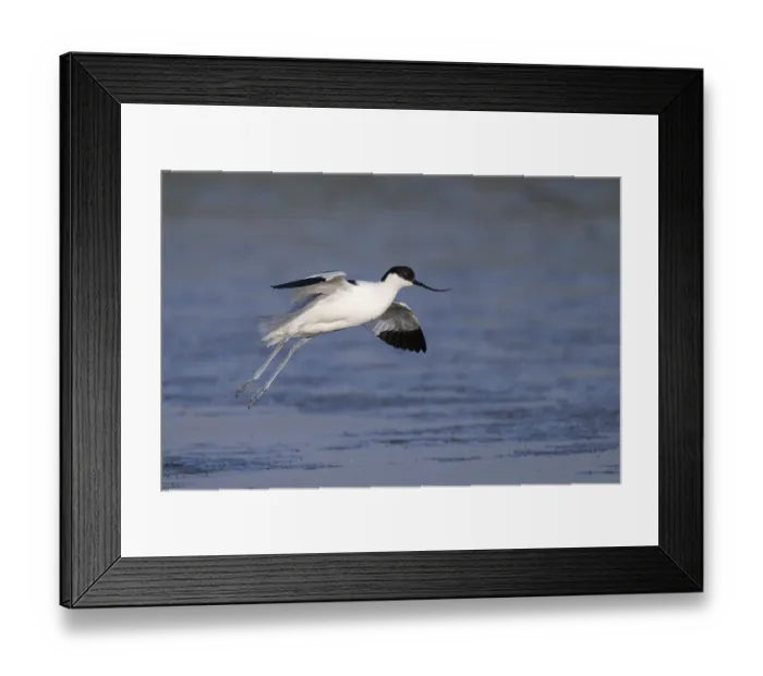 Framed Print : Avocet (Recurvirostra avosetta)