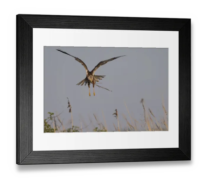 Framed Print : Marsh harrier (Circus aeruginosus)