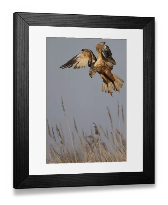 Framed Print : Marsh harrier (Circus aeruginosus)