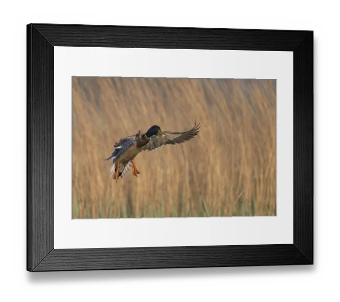 Framed Print : Mallard (Anas platyrhynchos), Texel, Netherlands