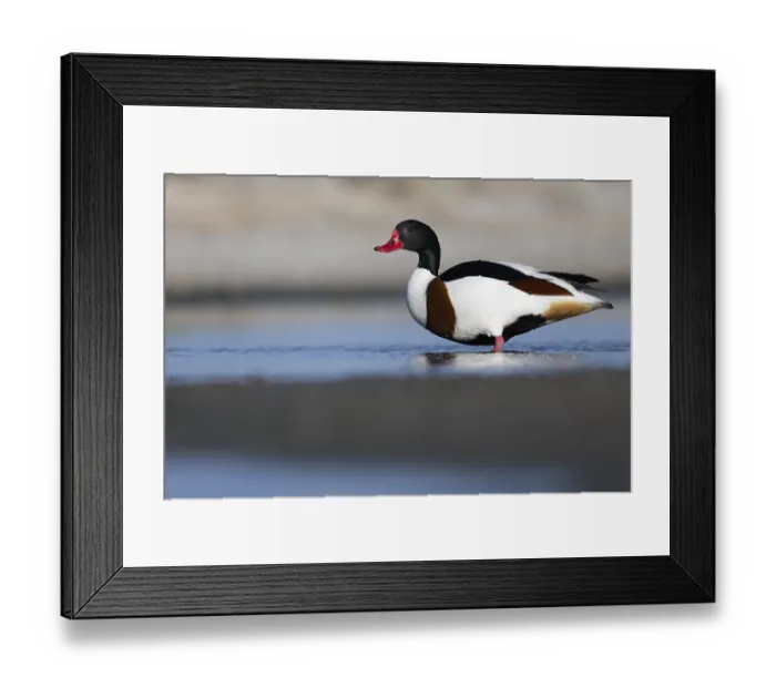 Framed Print : Shelduck (Tadorna tadorna), Texel, Netherlands Framed Print : Shelduck (Tadorna tadorna), Texel, Netherlands