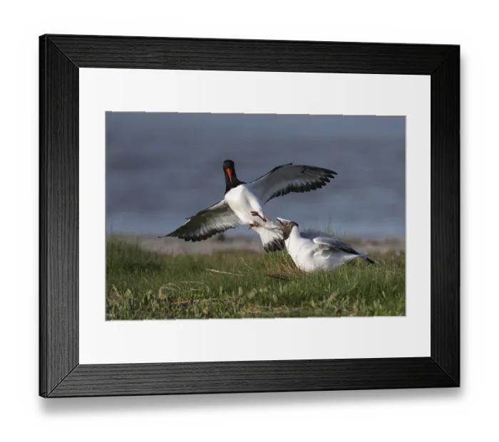 Framed Print : Oystercatcher quarrels with black-headed gull