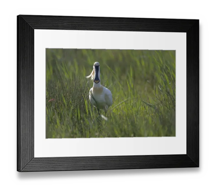 Framed Print : Spoonbill (Platalea leucorodia) Framed Print : Spoonbill (Platalea leucorodia)