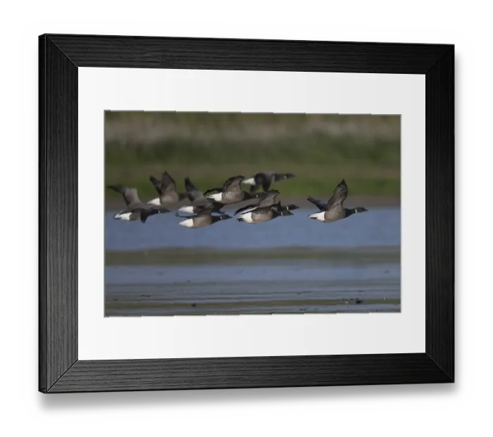 Framed Print : Brent goose (Branta bernicla)