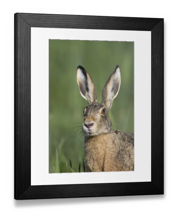 Framed Print : European hare (Lepus europaeus) Framed Print : European hare (Lepus europaeus)