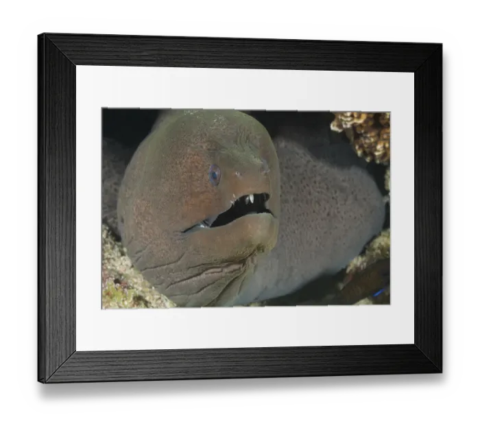 Framed Print : Underwater photo close-up of giant moray eel (Gymnothorax javanicus) predator looking out of cave dwelling