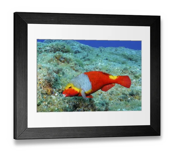 Framed Print : Female of Mediterranean parrotfish (Sparisoma cretense) with red colouring and yellow saddle spot Framed Print : Female of Mediterranean parrotfish (Sparisoma cretense) with red colouring and yellow saddle spot