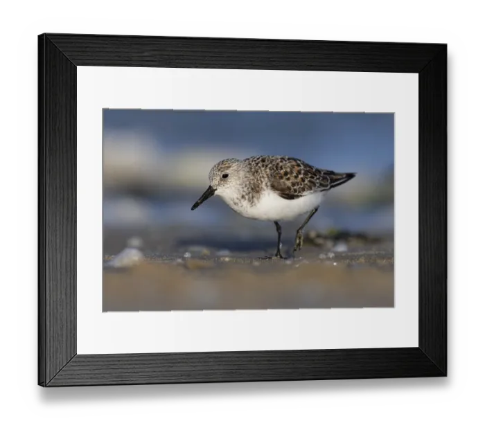 Framed Print : Avocet (Recurvirostra avosetta) Framed Print : Avocet (Recurvirostra avosetta)