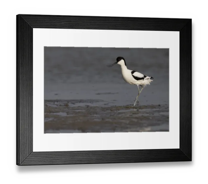Framed Print : Avocet (Recurvirostra avosetta)