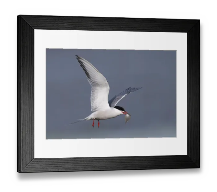 Framed Print : Common Tern (Sterna hirundo), Texel, Netherlands Framed Print : Common Tern (Sterna hirundo), Texel, Netherlands