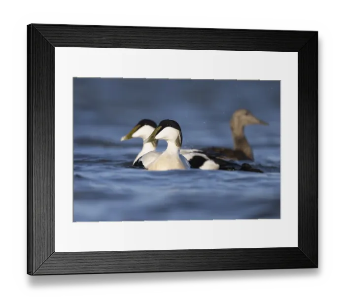 Framed Print : Eider duck (Somateria mollissima) Framed Print : Eider duck (Somateria mollissima)