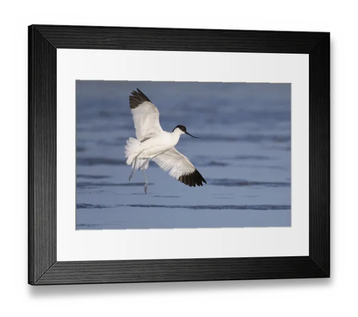 Framed Print : Avocet (Recurvirostra avosetta) Framed Print : Avocet (Recurvirostra avosetta)