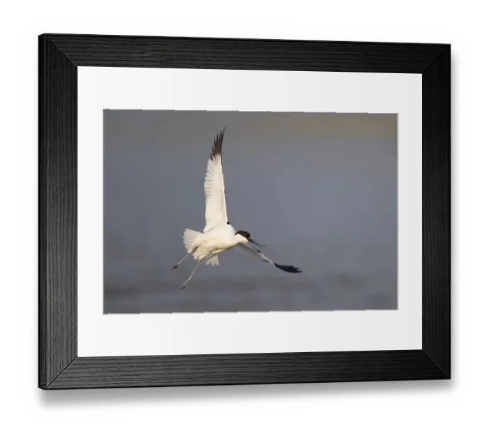 Framed Print : Avocet (Recurvirostra avosetta) Framed Print : Avocet (Recurvirostra avosetta)