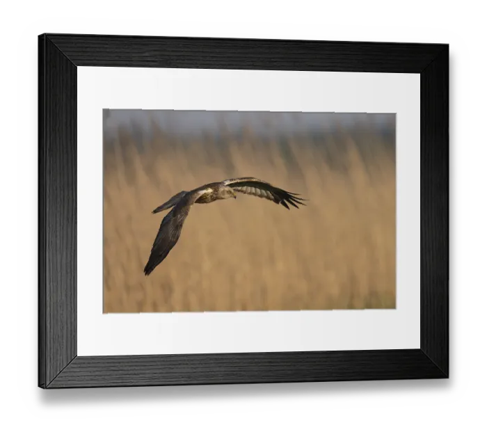Framed Print : Marsh harrier (Circus aeruginosus)
